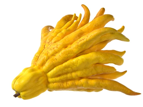 Buddhas Handfrucht 3D Modell