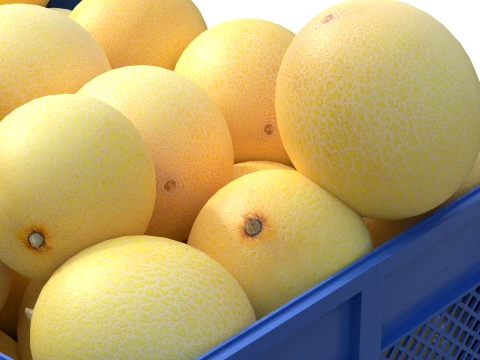 Cantaloupe Melon Plastic Crate 3D Model