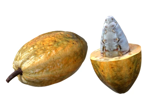 Kakaofrucht 3D Modell