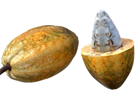 Cacau Modelo 3D