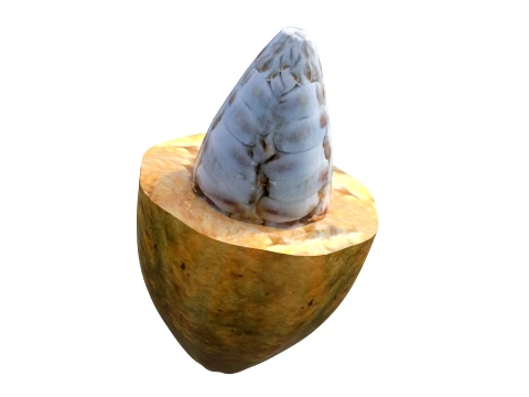 Cacau Modelo 3D