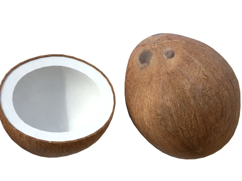 Coconut Inner 3D Model