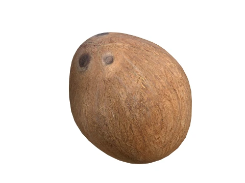 Coconut Inner 3D Model