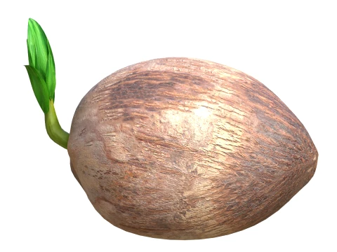 Brote De Coco Modelo 3D