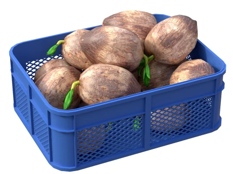 Caja de plástico con brotes de coco Modelo 3D