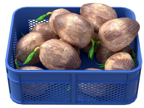Coconut Sprout Plastic Crate 3D Model