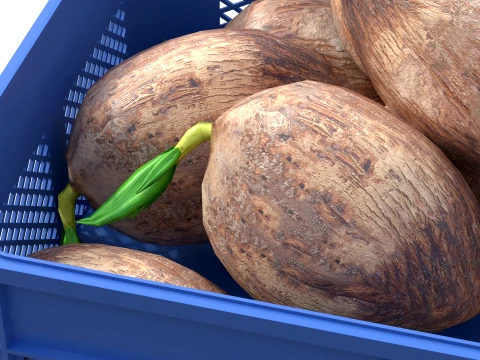 Coconut Sprout Plastic Crate 3D Model