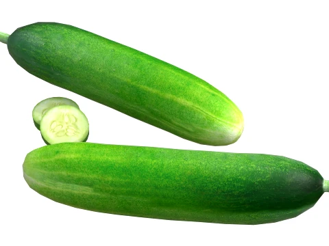 Cucumber Fruit 3D Model