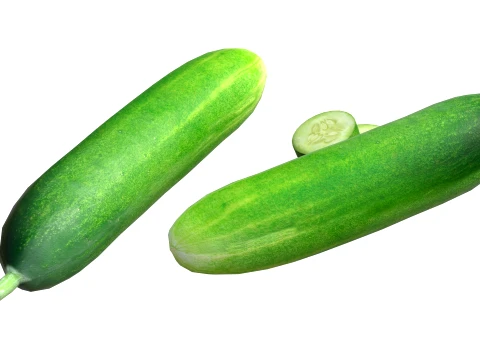 Cucumber Fruit 3D Model