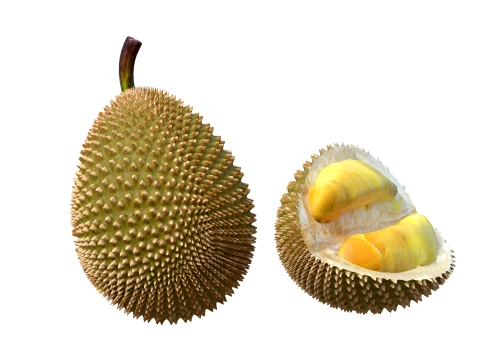 Durian Fruit 3D Model