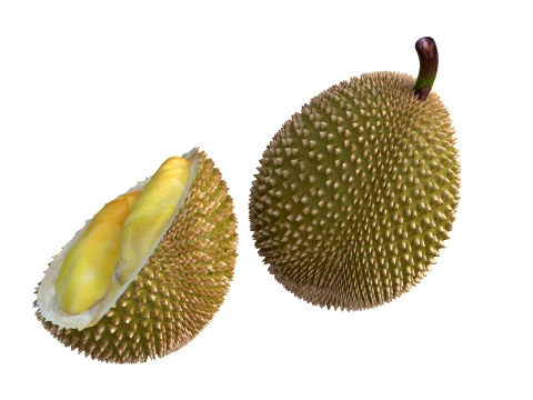 Durian Fruit 3D Model