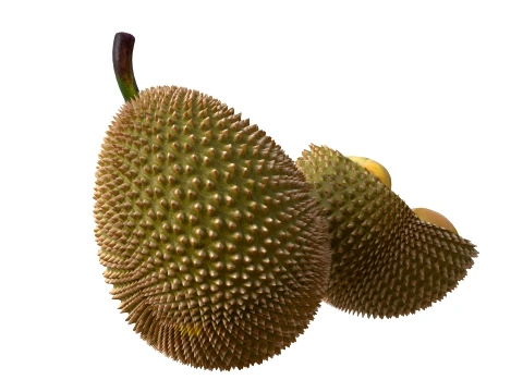 Durian Fruit 3D Model