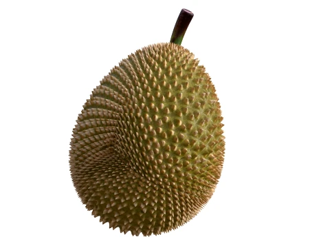 Durian Fruit 3D Model