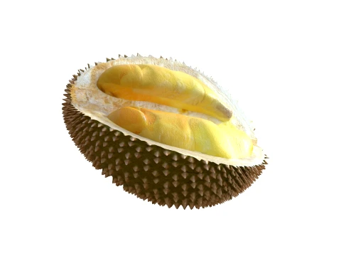Durian Fruit 3D Model