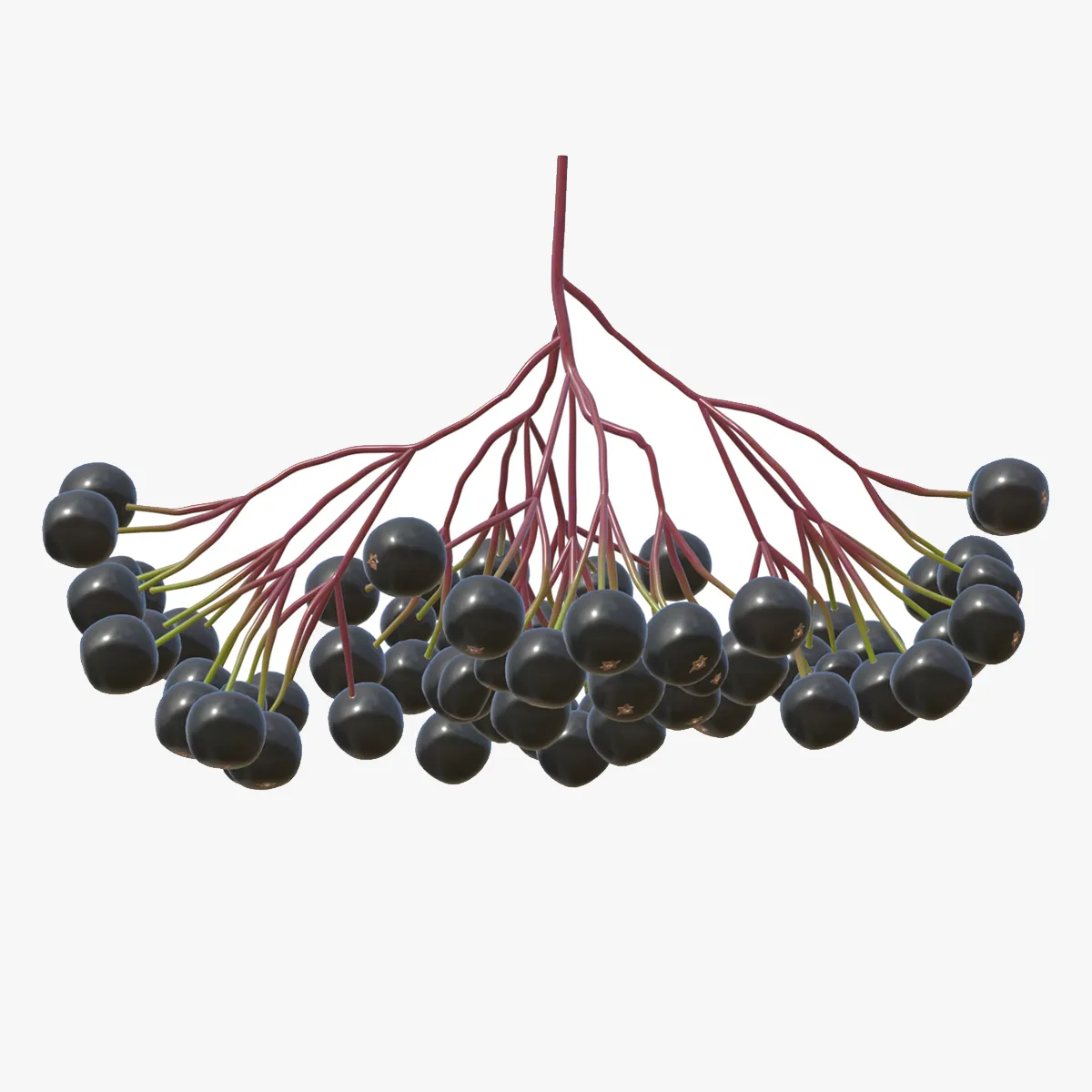Elderberry 3D Model .c4d .max .obj .3ds .fbx .stl .blend 