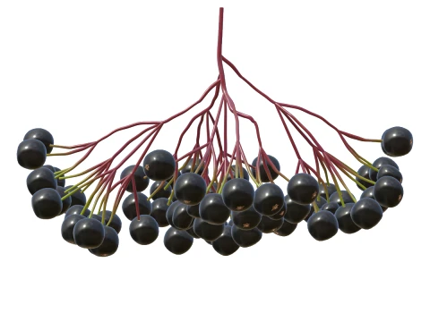 Elderberry 3D Model