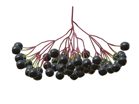 Elderberry 3D Model