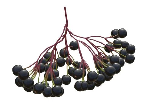 Elderberry 3D Model
