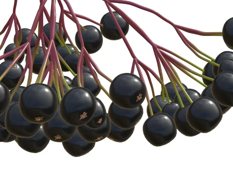 Elderberry 3D Model