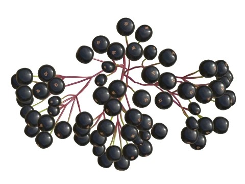 Elderberry 3D Model