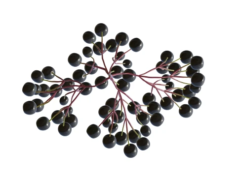Elderberry 3D Model