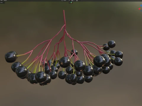 Elderberry 3D Model