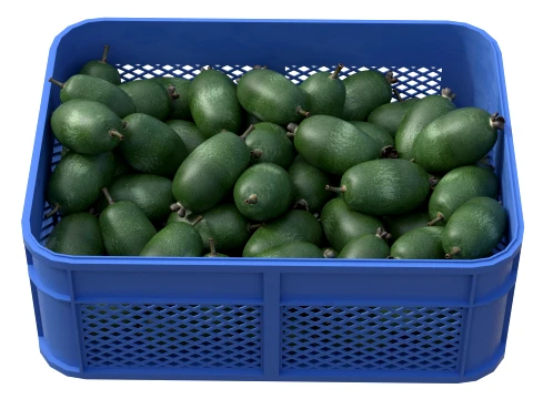 Feijoa Plastic Crate 3D Model