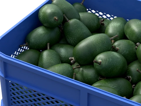 Feijoa Plastic Crate 3D Model