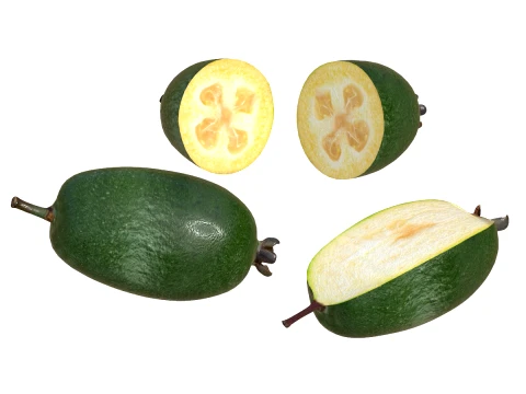Feijoa v2 3D Model