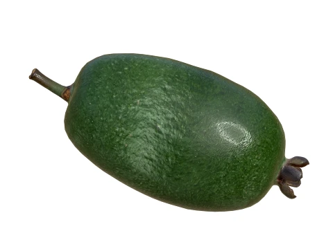 Feijoa v2 3D Model
