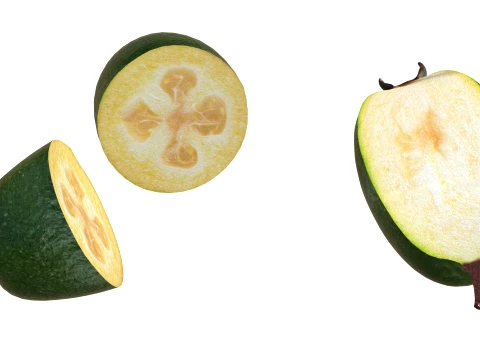 Feijoa v2 3D Model