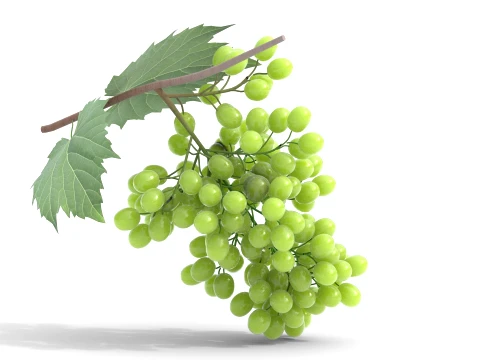 Grapes Green 3D Model