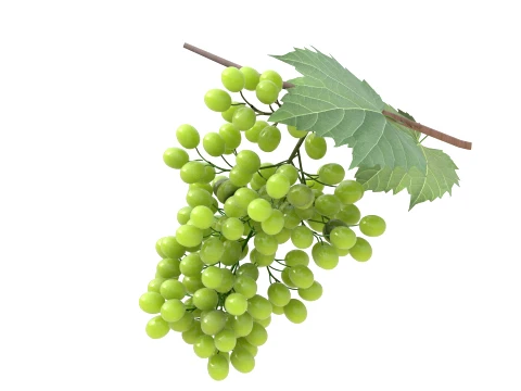 Grapes Green 3D Model
