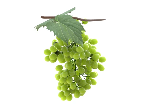 Grapes Green 3D Model