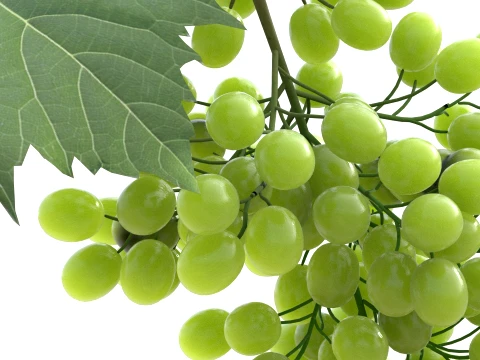 Grapes Green 3D Model