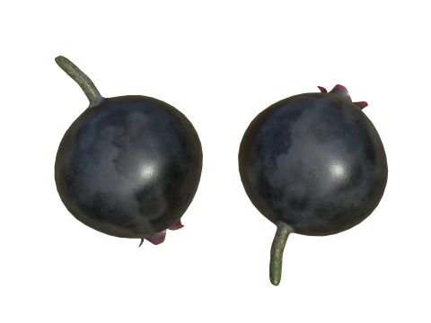 Huckleberry 3D Model