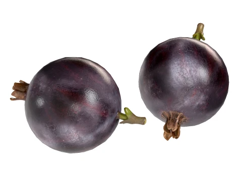 Jostaberry Fruit 3D Model