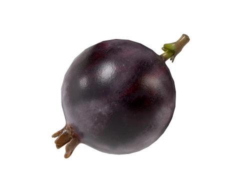 Jostaberry Fruit 3D Model