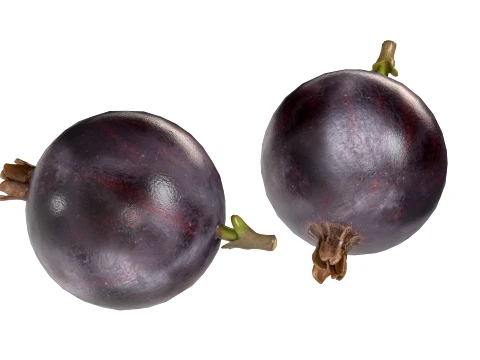 Jostaberry Fruit 3D Model
