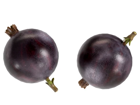 Jostaberry Fruit 3D Model