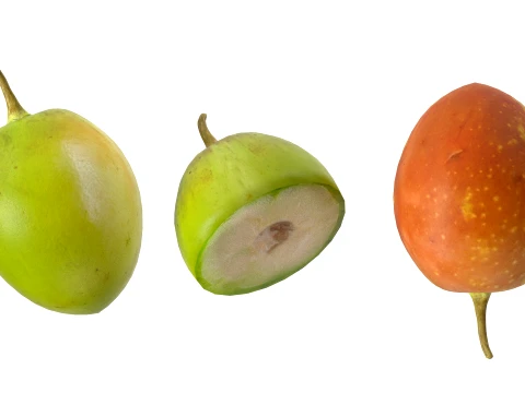 Jujube Fruit 3D Model