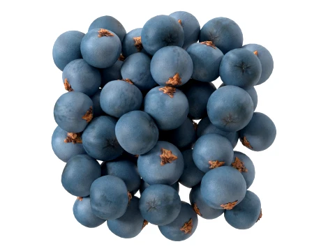 Juniper Berry 3D Model
