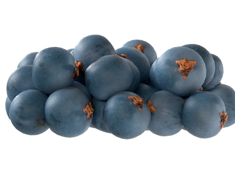 Juniper Berry 3D Model