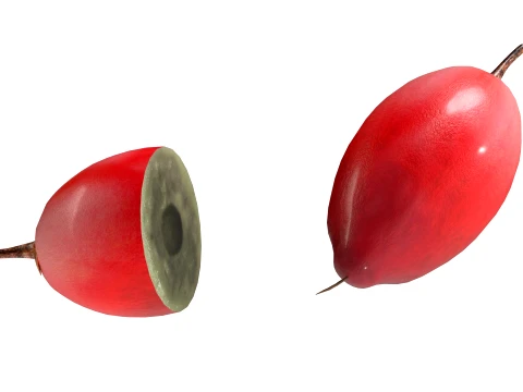 Miracle Fruit 3D Model