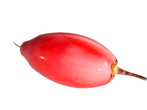Miracle Fruit 3D Model