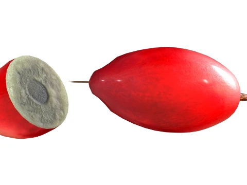 Miracle Fruit 3D Model