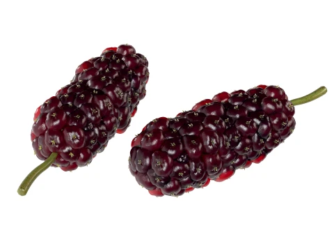 Mulberry Fruit 3D Model