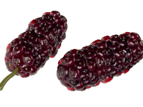 Mulberry Fruit 3D Model