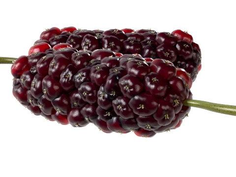 Mulberry Fruit 3D Model