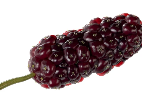 Mulberry Fruit 3D Model